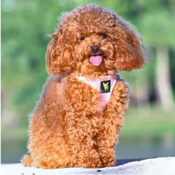 EcoBark Teacup Dog Harness for Puppies & Small Dogs