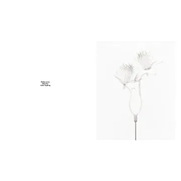 Robert Voit: The Alphabet of New Plants Gift Book