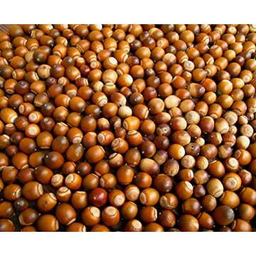 ROM AMERICA Premium Acorn Starch Powder Flour for Korean Acorn Jelly, Baking, Desserts, Bread | Gluten Free, Wheat Free 도토리묵가루 - 1 Pound (Pack of 1)