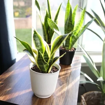 Sansevieria Superba Snake Plant in Decorative Pot Indoor