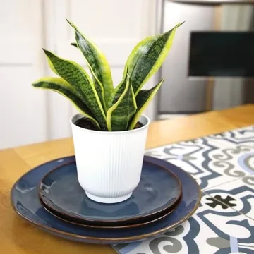 Sansevieria Superba Snake Plant in Decorative Pot Indoor
