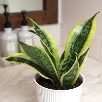 Sansevieria Superba Snake Plant in Decorative Pot Indoor