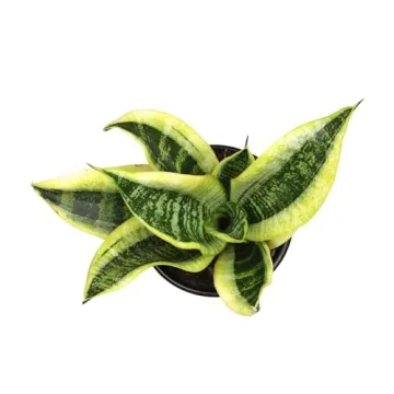 Sansevieria Superba Snake Plant in Decorative Pot Indoor