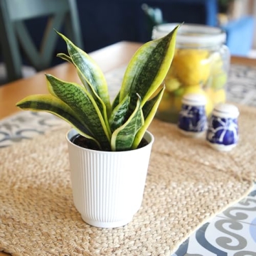 Sansevieria Superba Snake Plant in Decorative Pot Indoor