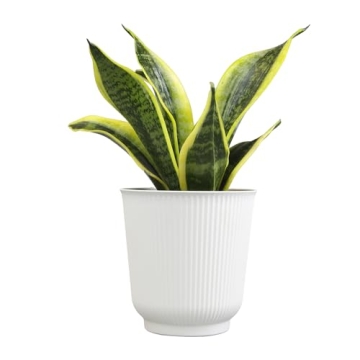 Sansevieria Superba Snake Plant in Decorative Pot Indoor