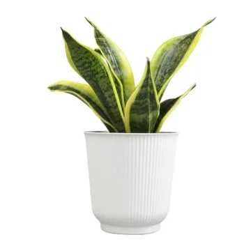 Sansevieria Superba Snake Plant in Decorative Pot Indoor