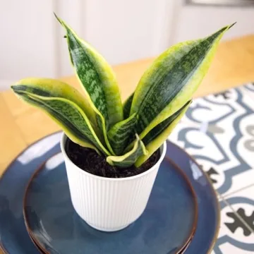 Sansevieria Superba Snake Plant in Decorative Pot Indoor