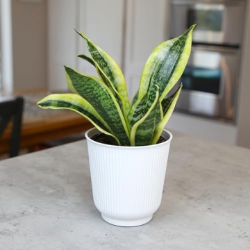Sansevieria Superba Snake Plant in Decorative Pot Indoor