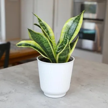 Sansevieria Superba Snake Plant in Decorative Pot Indoor