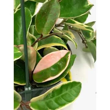 Tricolor Hoya Krimson Queen - Air Purifying Plant in 4" Pot