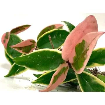Tricolor Hoya Krimson Queen - Air Purifying Plant in 4" Pot