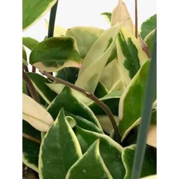 Tricolor Hoya Krimson Queen - Air Purifying Plant in 4" Pot