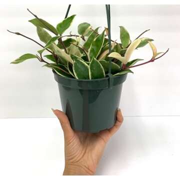 Tricolor Hoya Krimson Queen - Air Purifying Plant in 4" Pot