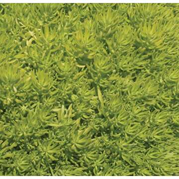 Lemon Coral (Sedum) Live Plant, Green Foliage, 4.25 in. Grande, 4-pack
