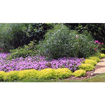 Lemon Coral (Sedum) Live Plant, Green Foliage, 4.25 in. Grande, 4-pack