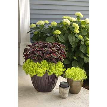 Lemon Coral (Sedum) Live Plant, Green Foliage, 4.25 in. Grande, 4-pack