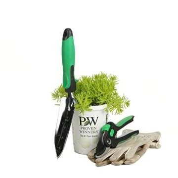 Lemon Coral (Sedum) Live Plant, Green Foliage, 4.25 in. Grande, 4-pack