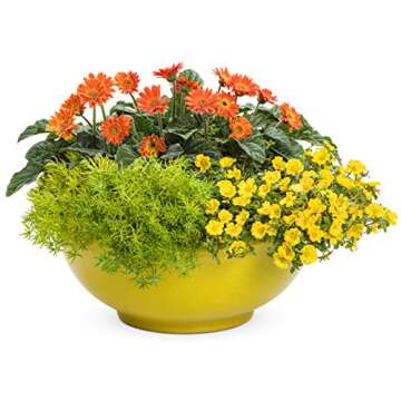 Lemon Coral (Sedum) Live Plant, Green Foliage, 4.25 in. Grande, 4-pack