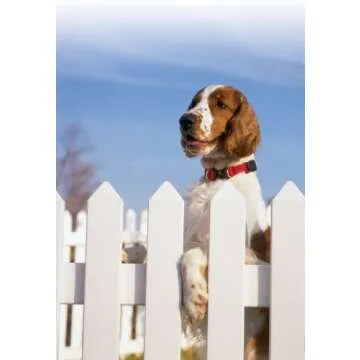 PetSafe KeepSafe Break-Away Collar, Prevent Collar Accidents for Your Dog or Puppy, Improve Safety, Compatible with Lead Use, Adjustable Sizes