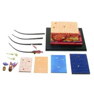 Aoshima No.18 Skin Anatomy Model - 4D Vision Puzzle