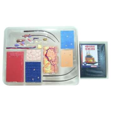 Aoshima No.18 Skin Anatomy Model - 4D Vision Puzzle