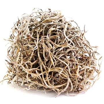 SuperMoss (26914) Spanish Moss Preserved, Natural, 8oz (200 cubic inch)