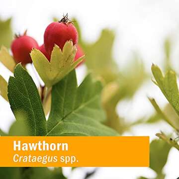 Herb Pharm Hawthorn Blend Liquid Extract for Cardiovascular and Circulatory Support - 4 Ounce