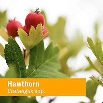 Herb Pharm Hawthorn Blend Liquid Extract for Cardiovascular and Circulatory Support - 4 Ounce