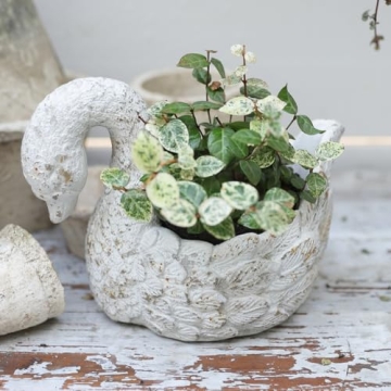 Stylish Casagiardino Swan Planter for Indoor and Outdoor