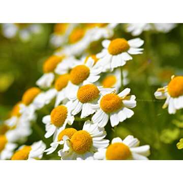 Gaea's Blessing Feverfew Seeds - Non-GMO, High Yield Heirloom
