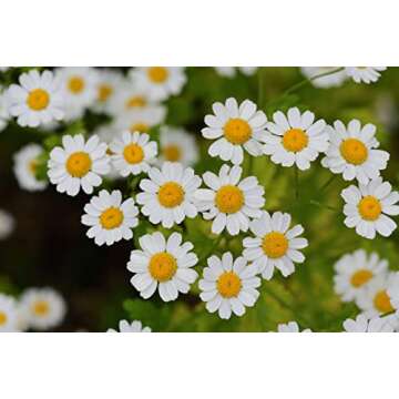 Gaea's Blessing Feverfew Seeds - Non-GMO, High Yield Heirloom