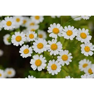 Gaea's Blessing Feverfew Seeds - Non-GMO, High Yield Heirloom