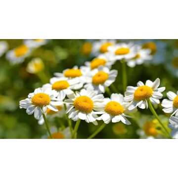 Gaea's Blessing Feverfew Seeds - Non-GMO, High Yield Heirloom
