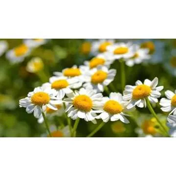 Gaea's Blessing Feverfew Seeds - Non-GMO, High Yield Heirloom