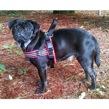 ComfortFlex Patriotic Dog Harness - Adjustable, No-Choke Fit