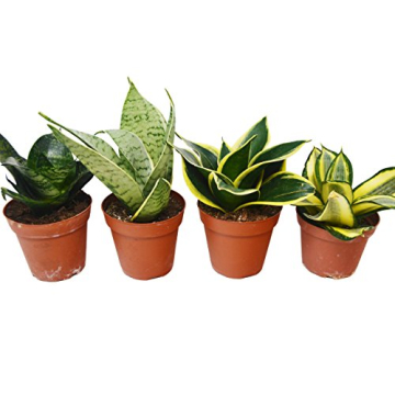 Transform Your Space with the Stunning Sansevieria Collection - 4 Unique Snake Plants in 4" Pots
