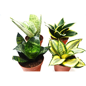4 Beautiful Sansevieria Snake Plants - Low-Maintenance Indoor Decor