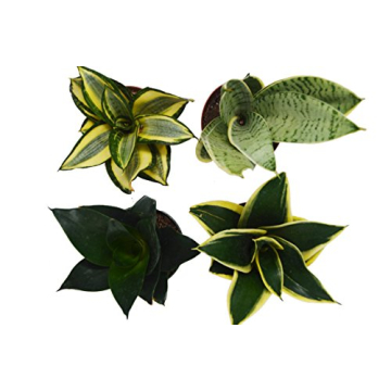 4 Beautiful Sansevieria Snake Plants - Low-Maintenance Indoor Decor