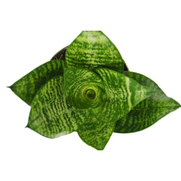 4 Beautiful Sansevieria Snake Plants - Low-Maintenance Indoor Decor