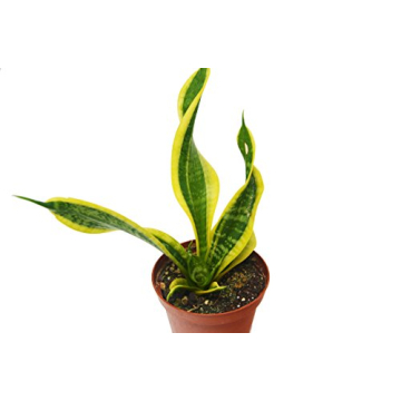 4 Beautiful Sansevieria Snake Plants - Low-Maintenance Indoor Decor