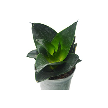 4 Beautiful Sansevieria Snake Plants - Low-Maintenance Indoor Decor