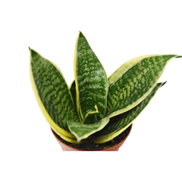 4 Beautiful Sansevieria Snake Plants - Low-Maintenance Indoor Decor