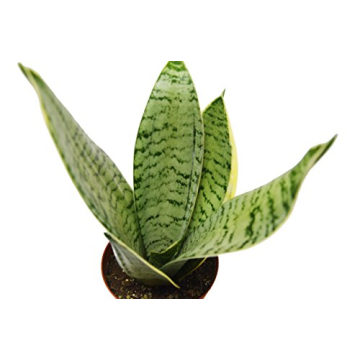 4 Beautiful Sansevieria Snake Plants - Low-Maintenance Indoor Decor