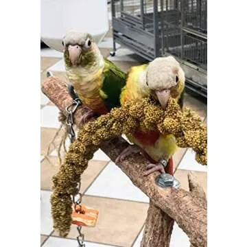 Nemeth Farms Worlds Freshest Sun-Dried Spray Millet - Non-GMO (No Stems Only Edible Tops) - Healthy Bird Treat and Supplement for All Pet Birds Parakeets Cockatiels Finches - 1lb