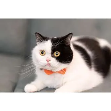 Gyapet Cat Collar with Adjustable Bow Tie - Safe & Stylish Orange