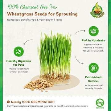 Todd's Seeds 1 Pound Wheatgrass Seeds - Non-GMO & Fresh