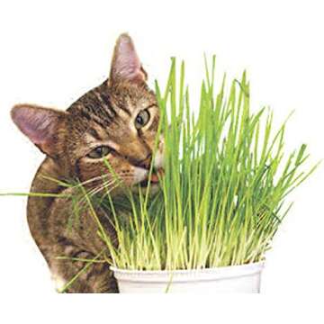Todd's Seeds 1 Pound Wheatgrass Seeds - Non-GMO & Fresh
