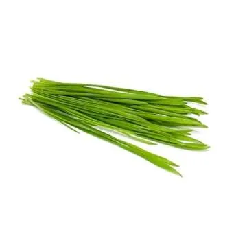 Todd's Seeds 1 Pound Wheatgrass Seeds - Non-GMO & Fresh