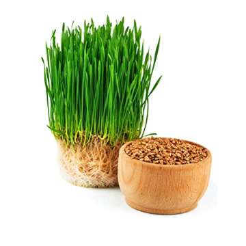 Todd's Seeds 1 Pound Wheatgrass Seeds - Non-GMO & Fresh