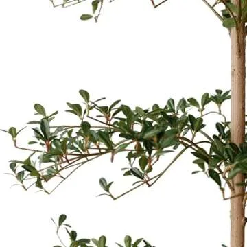 VYNT Black Olive Tree 7ft - Lifelike Indoor/Outdoor Decor